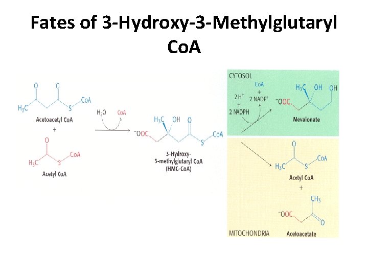 Fates of 3 -Hydroxy-3 -Methylglutaryl Co. A 