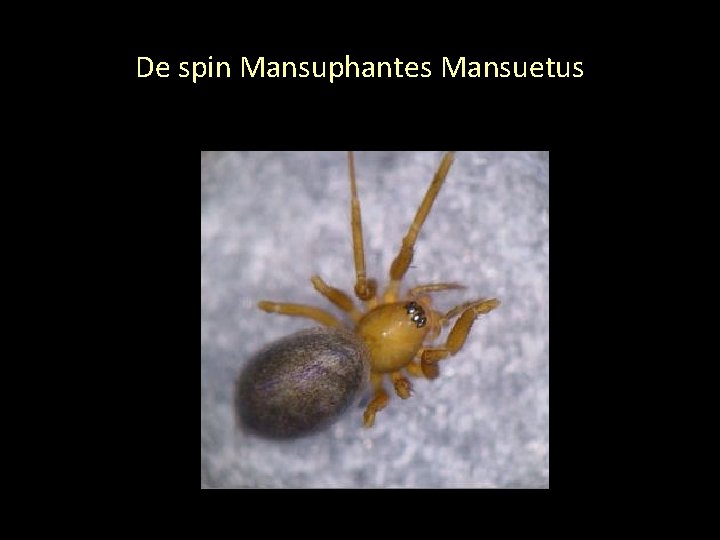 De spin Mansuphantes Mansuetus 