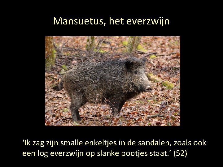 Mansuetus, het everzwijn ‘Ik zag zijn smalle enkeltjes in de sandalen, zoals ook een