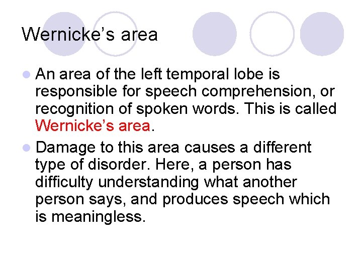 Wernicke’s area l An area of the left temporal lobe is responsible for speech