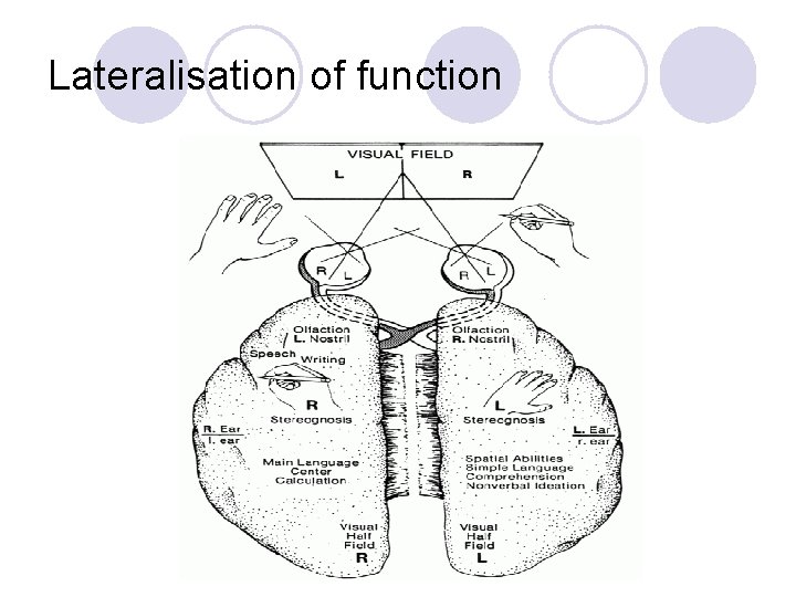 Lateralisation of function 