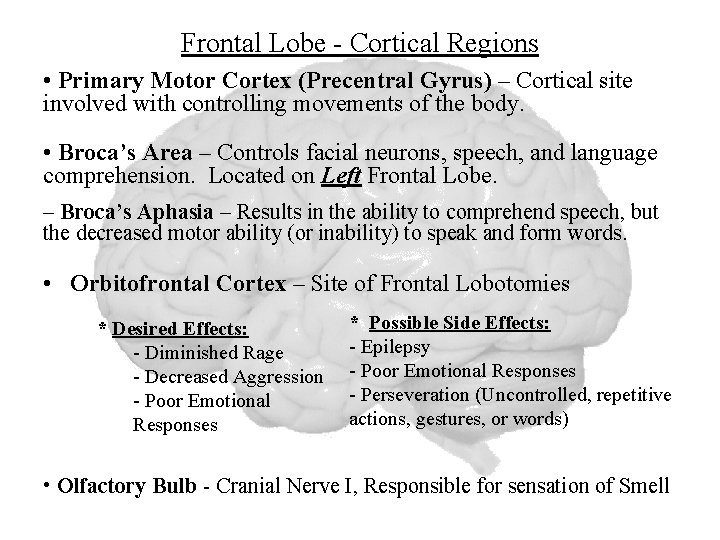 Frontal Lobe - Cortical Regions • Primary Motor Cortex (Precentral Gyrus) – Cortical site