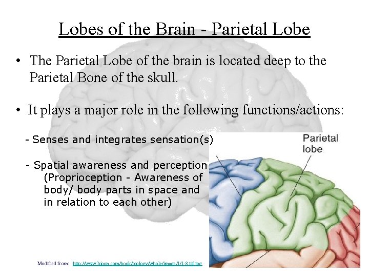 Lobes of the Brain - Parietal Lobe • The Parietal Lobe of the brain