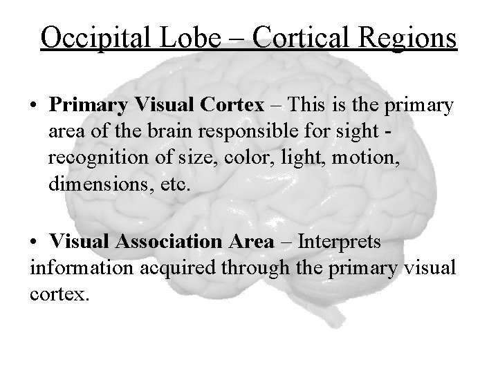 Occipital Lobe – Cortical Regions • Primary Visual Cortex – This is the primary