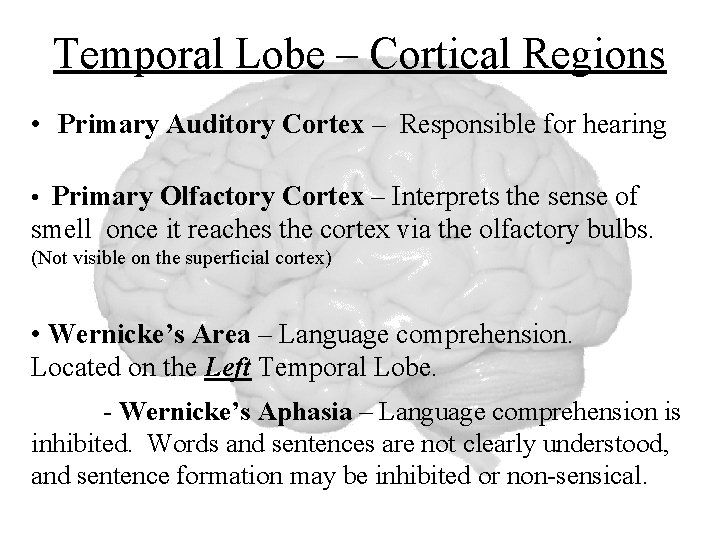 Temporal Lobe – Cortical Regions • Primary Auditory Cortex – Responsible for hearing •