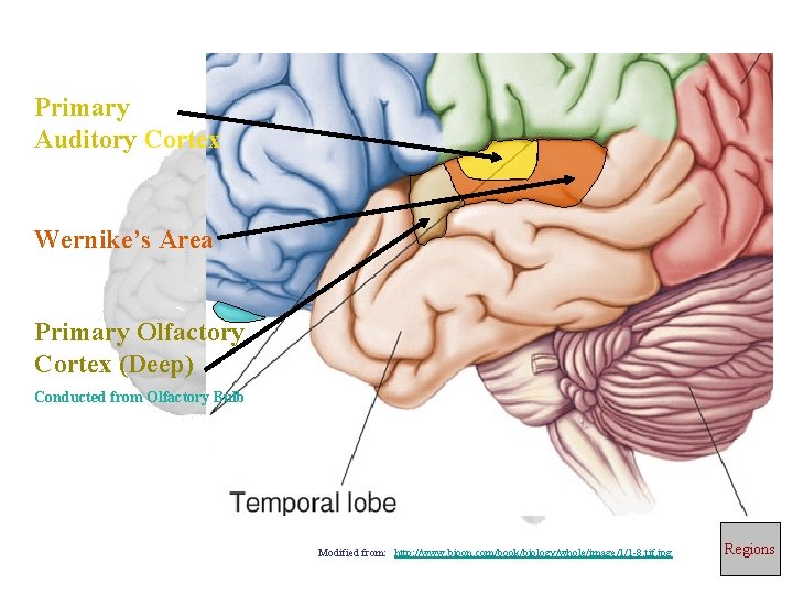 Primary Auditory Cortex Wernike’s Area Primary Olfactory Cortex (Deep) Conducted from Olfactory Bulb Modified