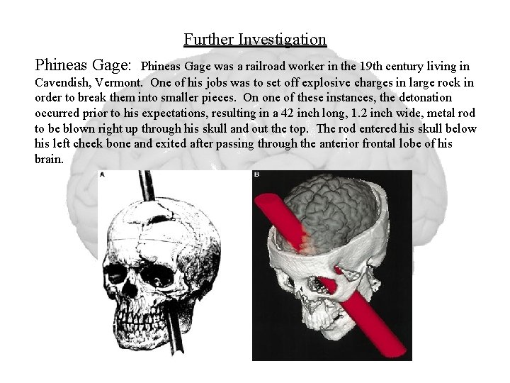 Further Investigation Phineas Gage: Phineas Gage was a railroad worker in the 19 th