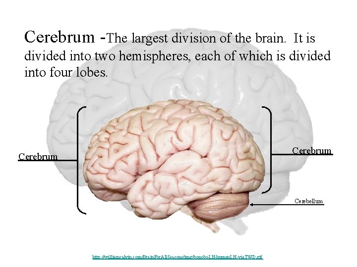 Cerebrum -The largest division of the brain. It is divided into two hemispheres, each