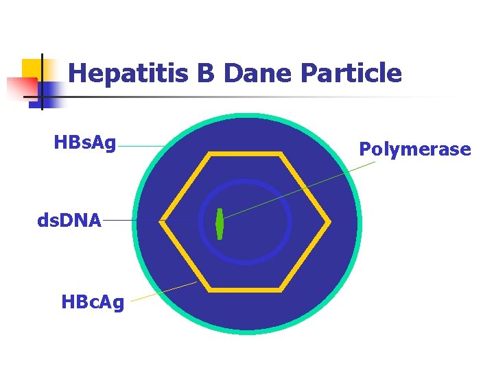 Hepatitis B Dane Particle HBs. Ag ds. DNA HBc. Ag Polymerase 