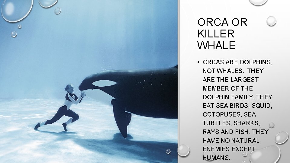 ORCA OR KILLER WHALE • ORCAS ARE DOLPHINS, NOT WHALES. THEY ARE THE LARGEST