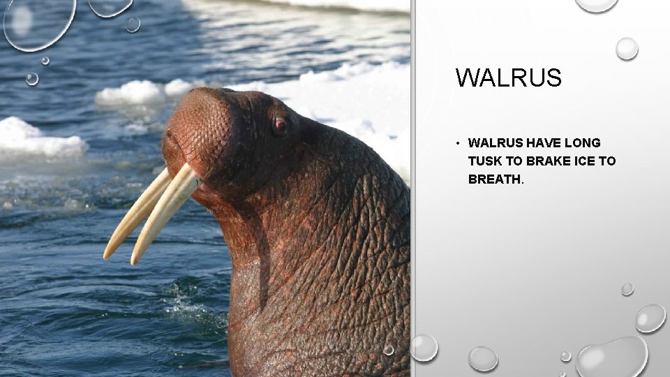 WALRUS • WALRUS HAVE LONG TUSK TO BRAKE ICE TO BREATH. 