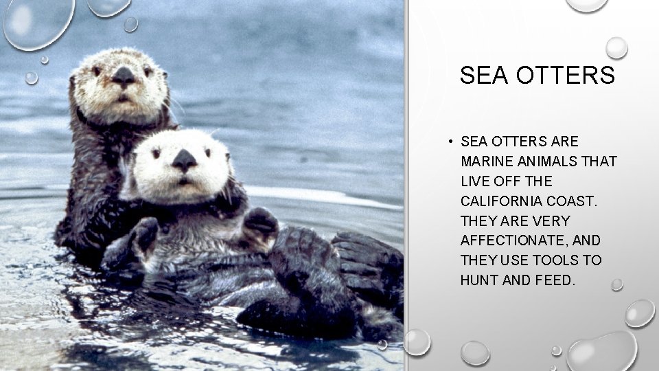 SEA OTTERS • SEA OTTERS ARE MARINE ANIMALS THAT LIVE OFF THE CALIFORNIA COAST.