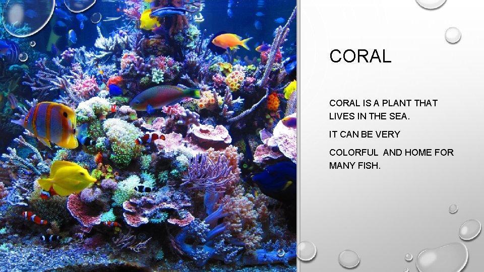 CORAL IS A PLANT THAT LIVES IN THE SEA. IT CAN BE VERY COLORFUL