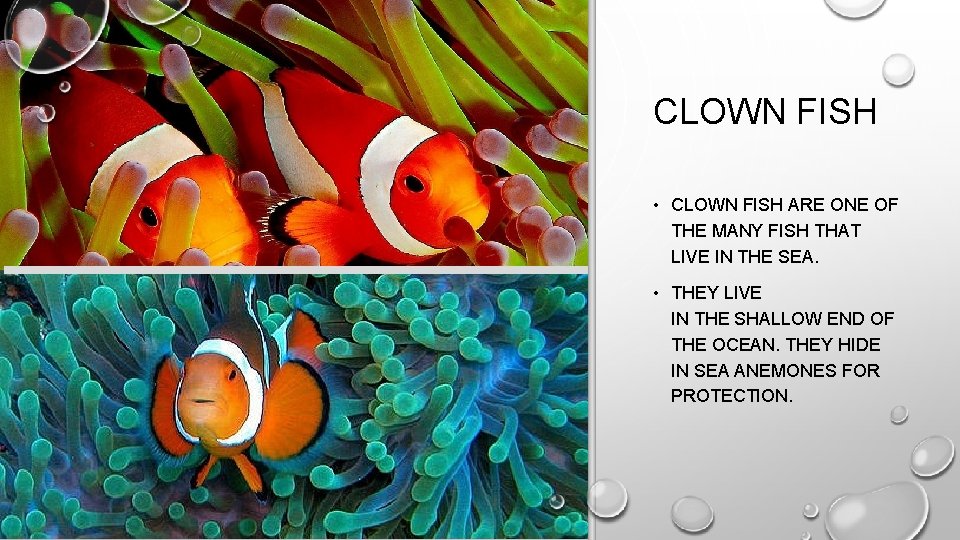 CLOWN FISH • CLOWN FISH ARE ONE OF THE MANY FISH THAT LIVE IN