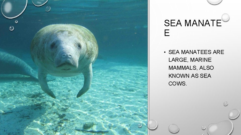 SEA MANATE E • SEA MANATEES ARE LARGE, MARINE MAMMALS, ALSO KNOWN AS SEA