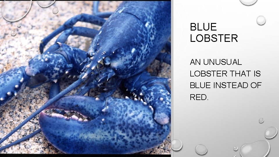 BLUE LOBSTER AN UNUSUAL LOBSTER THAT IS BLUE INSTEAD OF RED. 
