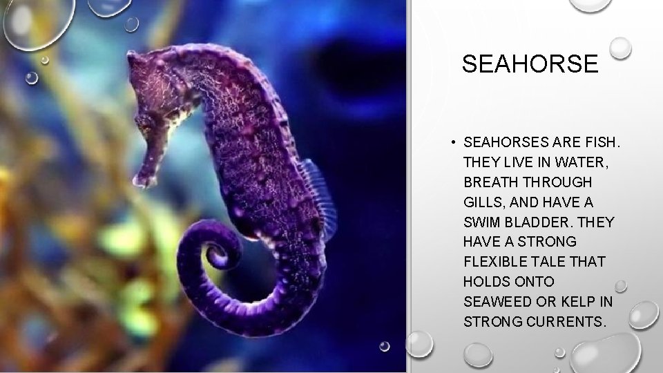 SEAHORSE • SEAHORSES ARE FISH. THEY LIVE IN WATER, BREATH THROUGH GILLS, AND HAVE