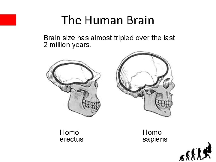 The Human Brain size has almost tripled over the last 2 million years. Homo