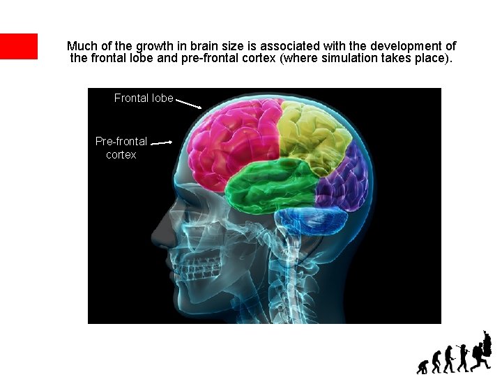 Much of the growth in brain size is associated with the development of the