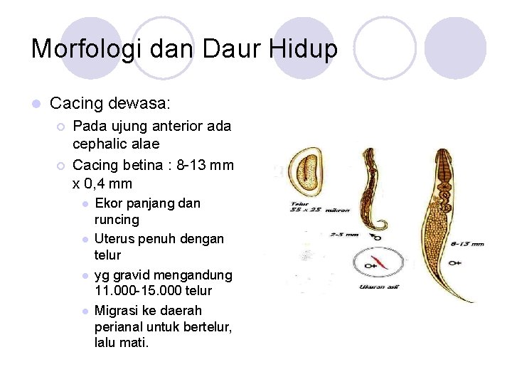 Morfologi dan Daur Hidup l Cacing dewasa: ¡ ¡ Pada ujung anterior ada cephalic