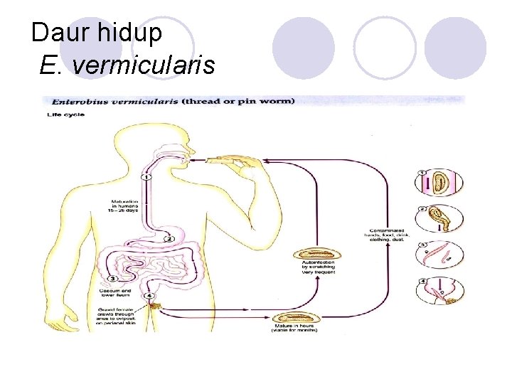 Daur hidup E. vermicularis 