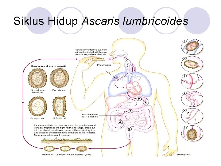 Siklus Hidup Ascaris lumbricoides 