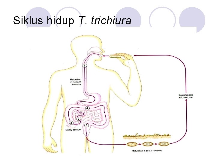 Siklus hidup T. trichiura 