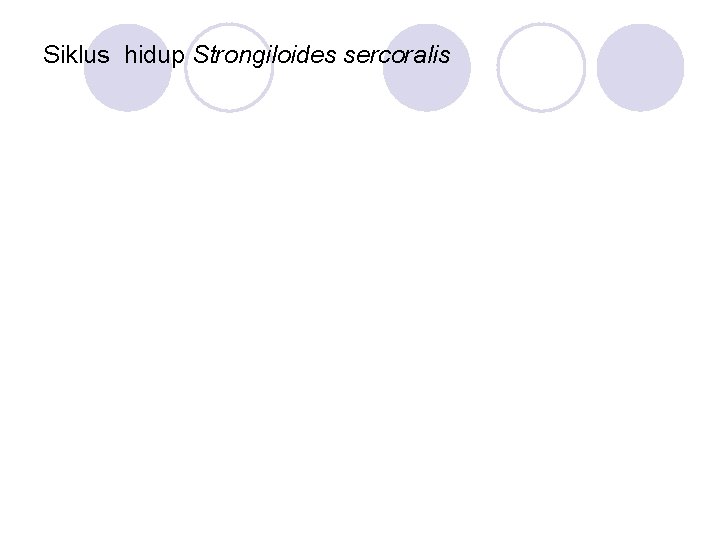 Siklus hidup Strongiloides sercoralis 