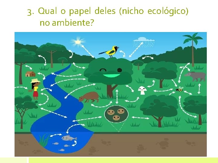 3. Qual o papel deles (nicho ecológico) no ambiente? 