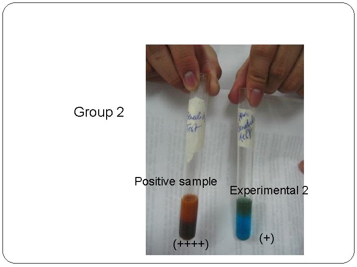 Group 2 Positive sample (++++) Experimental 2 (+)  Group 2 Positive sample (++++) Experimental 2 (+)