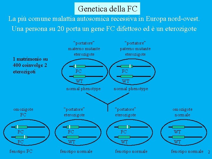 Genetica della FC La più comune malattia autosomica recessiva in Europa nord-ovest. Una persona