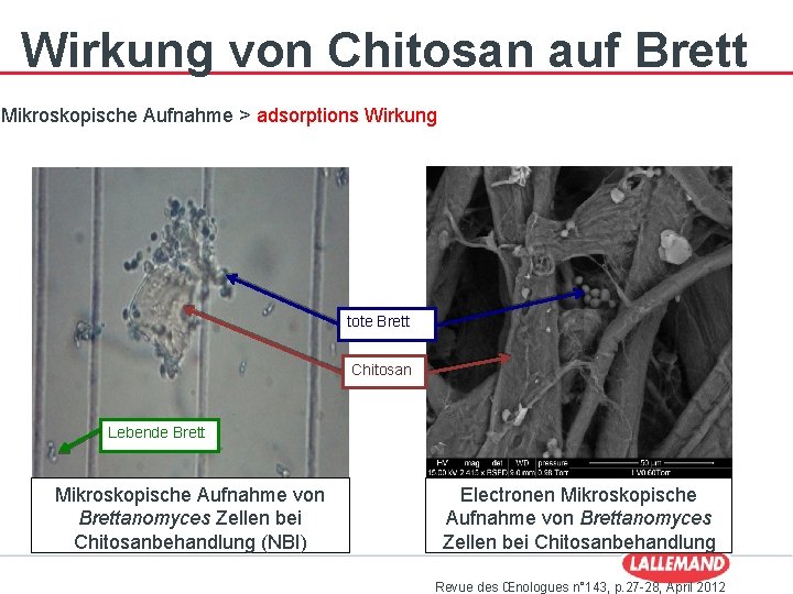 Wirkung von Chitosan auf Brett Mikroskopische Aufnahme > adsorptions Wirkung tote Brett Chitosan Lebende