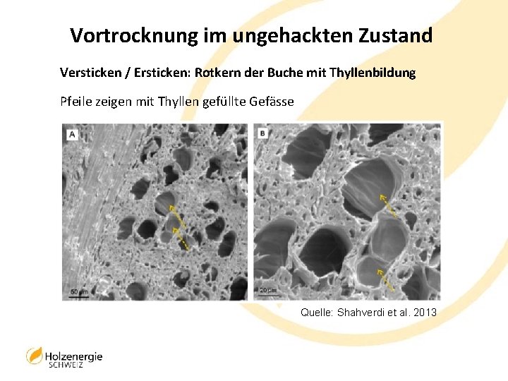 Vortrocknung im ungehackten Zustand Versticken / Ersticken: Rotkern der Buche mit Thyllenbildung Pfeile zeigen