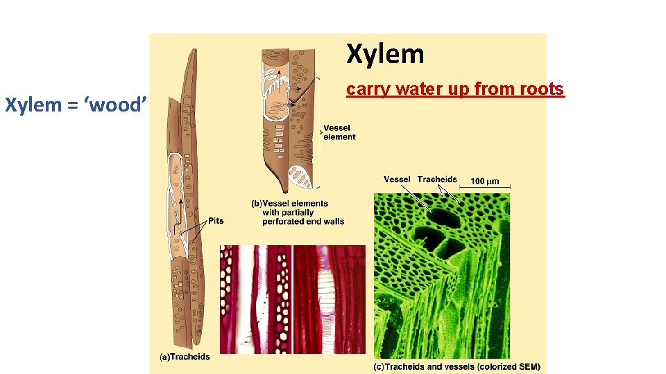 Photosynthesis Energy balance of Respiration and Photosynthesis Completely