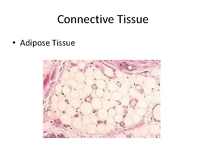 Connective Tissue • Adipose Tissue 
