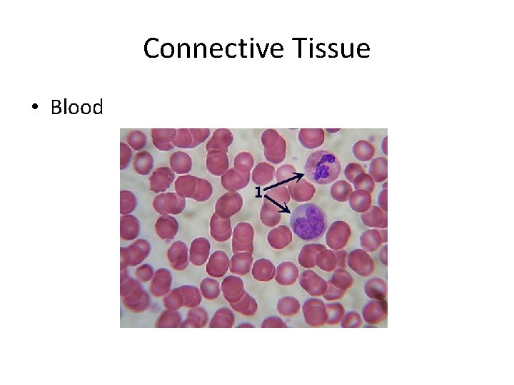 Connective Tissue • Blood 
