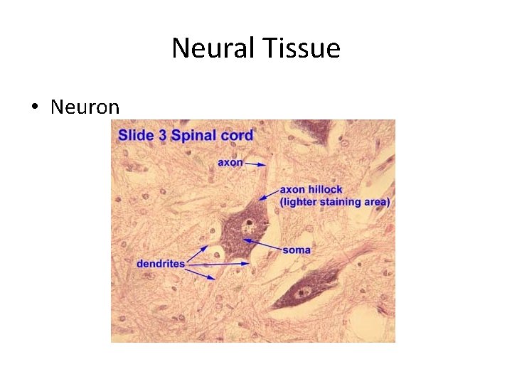 Neural Tissue • Neuron 