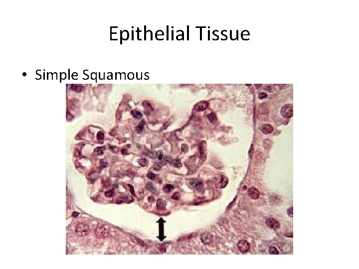 Epithelial Tissue • Simple Squamous 