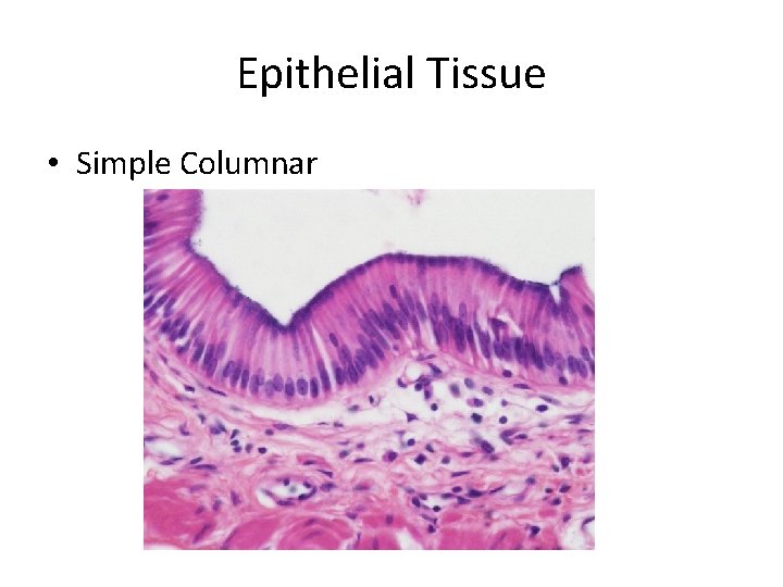 Epithelial Tissue • Simple Columnar 