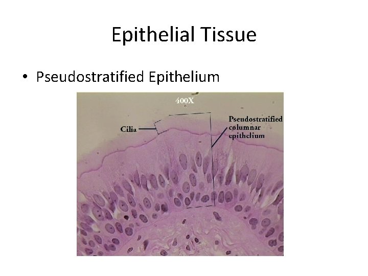 Epithelial Tissue • Pseudostratified Epithelium 