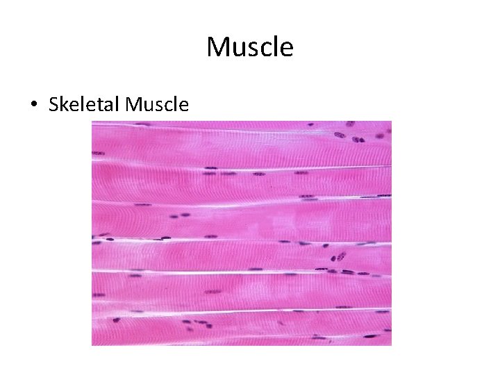 Muscle • Skeletal Muscle 