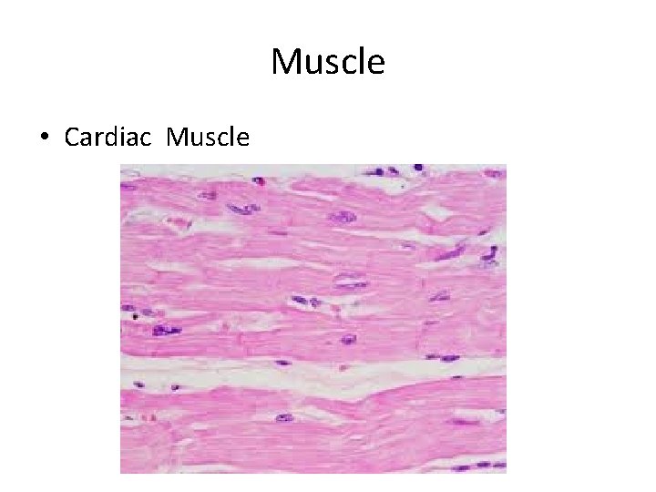 Muscle • Cardiac Muscle 