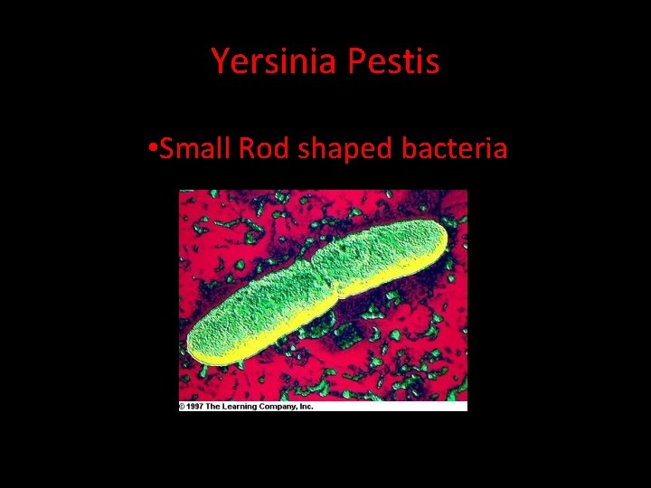 Yersinia Pestis • Small Rod shaped bacteria 