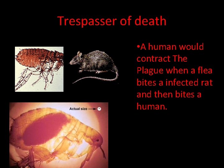 Trespasser of death • A human would contract The Plague when a flea bites
