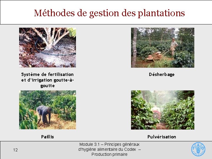 Méthodes de gestion des plantations 12 Système de fertilisation et d’irrigation goutte-àgoutte Désherbage Paillis