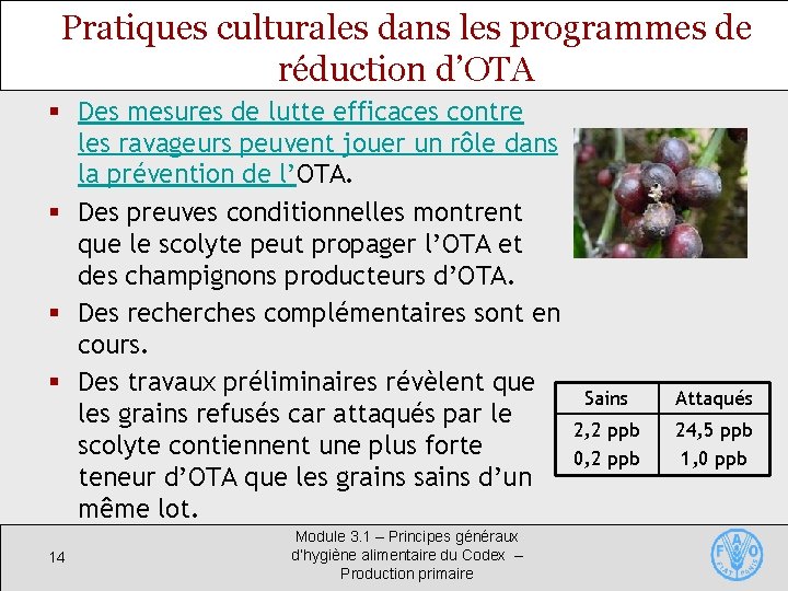 Pratiques culturales dans les programmes de réduction d’OTA § Des mesures de lutte efficaces