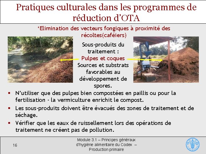 Pratiques culturales dans les programmes de réduction d’OTA ‘Elimination des vecteurs fongiques à proximité