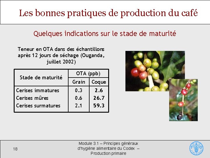 Les bonnes pratiques de production du café Quelques indications sur le stade de maturité