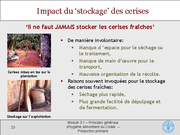 Impact du ‘stockage’ des cerises ‘Il ne faut JAMAIS stocker les cerises fraîches’ Cerises