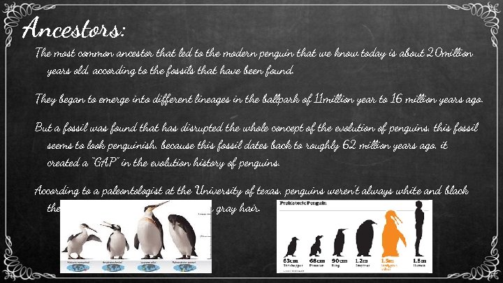 Ancestors: The most common ancestor that led to the modern penguin that we know